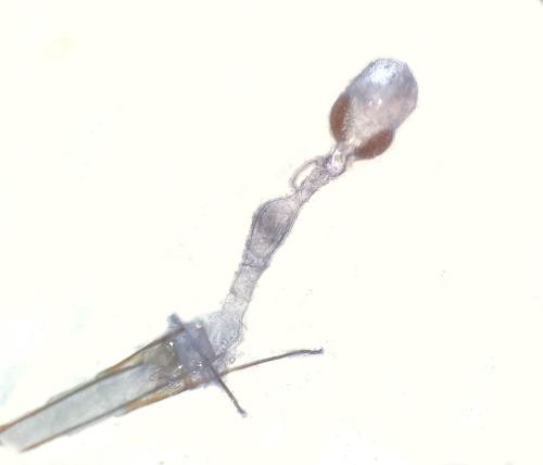 Phycitodes bentinckella